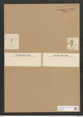 Nitzschia panduriformis var. continua Grun. (de-Toni-Nr.: Genus 47, Species 2012) Zeichnungen Sammlung Grunow Nr. 3976 (NHMW-BOT-W0371750)